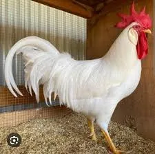White Leghorn